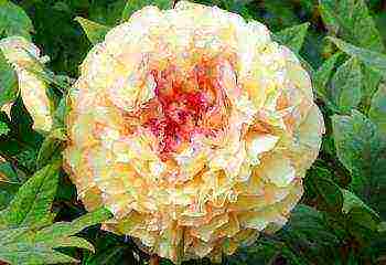 herbaceous peony best varieties