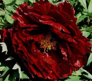 herbaceous peony best varieties