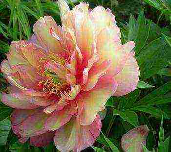 herbaceous peony best varieties