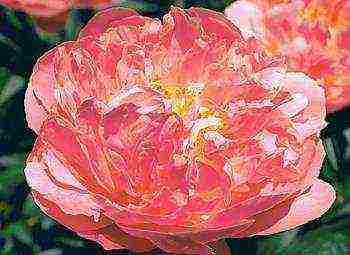 herbaceous peony best varieties