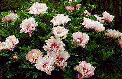 herbaceous peony best varieties