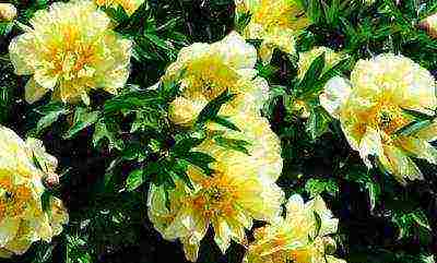 herbaceous peony best varieties