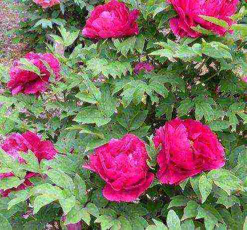 herbaceous peony best varieties