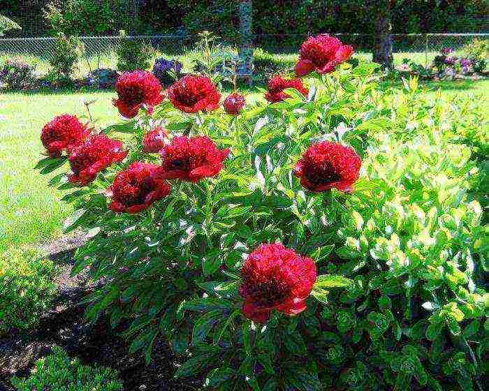 herbaceous peony best varieties