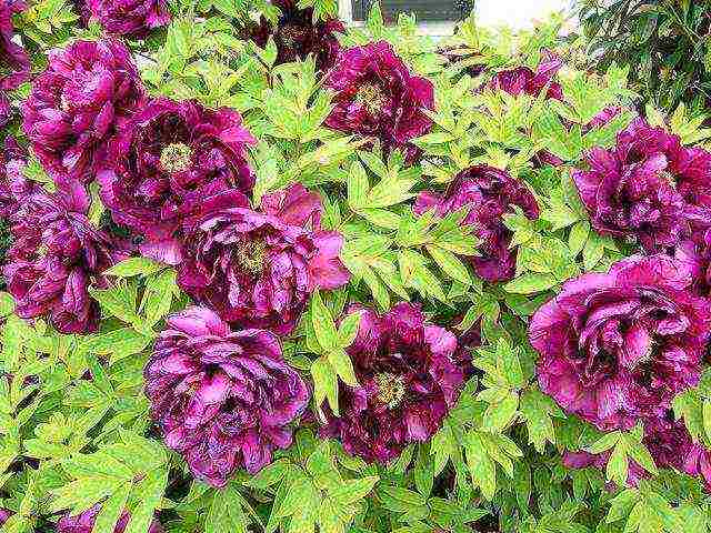 herbaceous peony best varieties