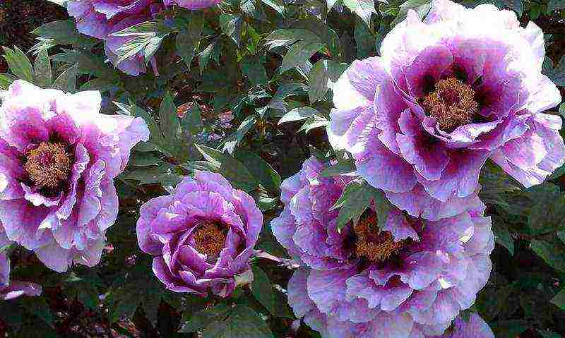 tree peonies planting and care in the open field in autumn