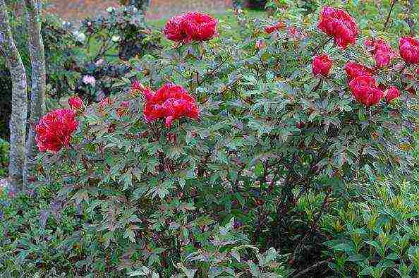 tree peonies planting and care in the open field in autumn