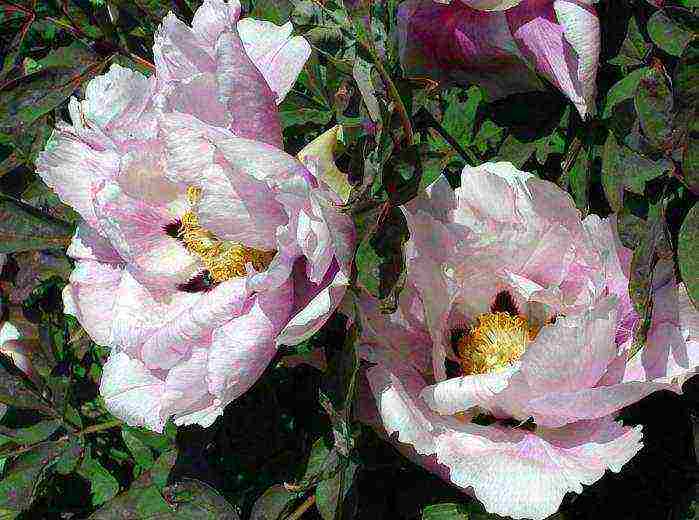 tree peonies planting and care in the open field in autumn