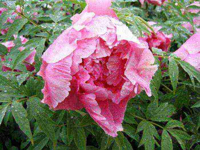 tree peonies planting and care in the open field in autumn