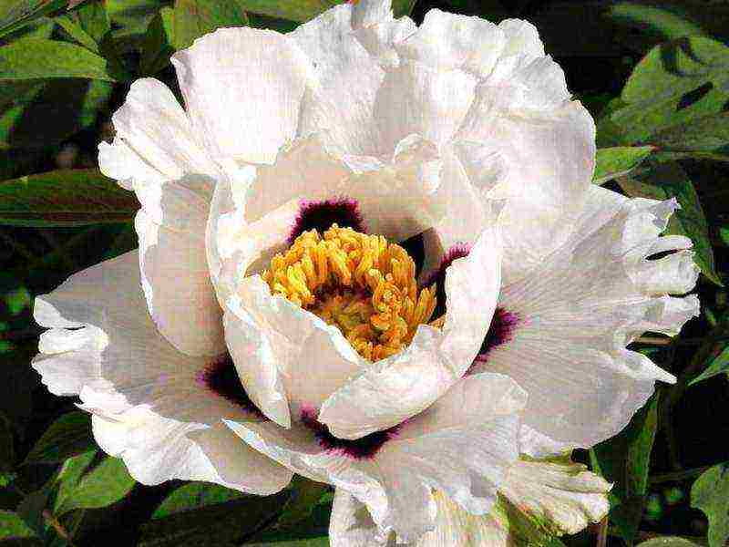 tree peonies planting and care in the open field in autumn