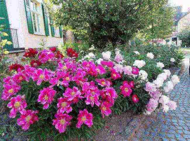 tree peonies planting and care in the open field in autumn