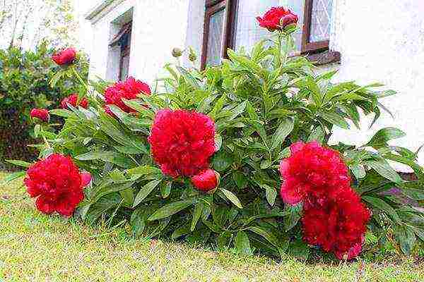 tree peonies planting and care in the open field in autumn