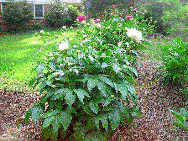 tree peonies planting and care in the open field in autumn