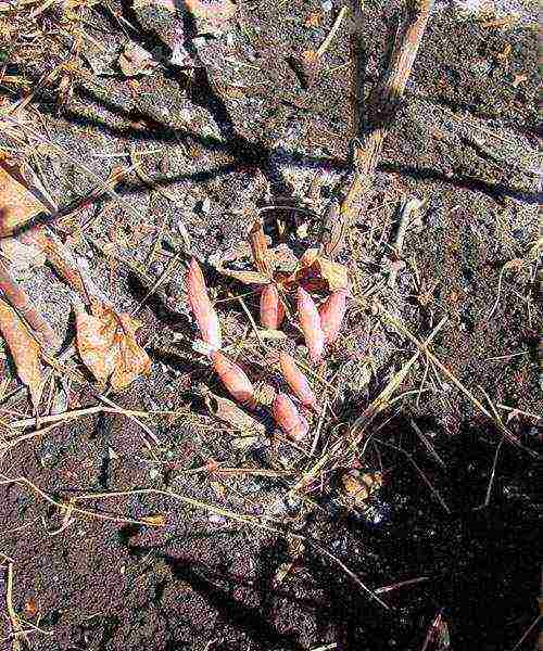 tree peonies planting and care in the open field in autumn