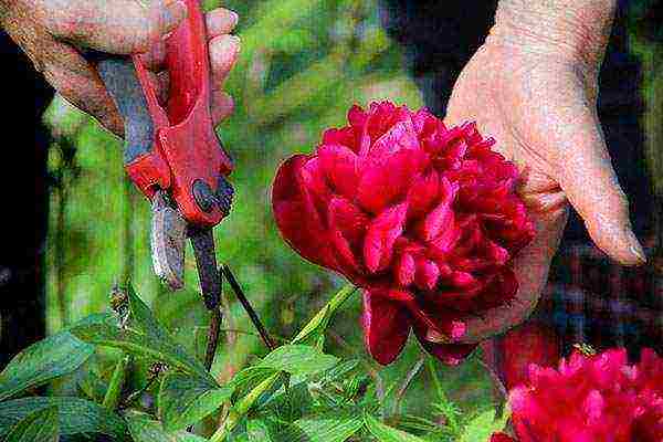 tree peonies planting and care in the open field in autumn