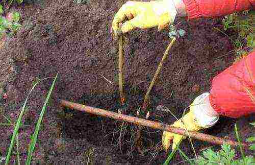 tree peonies planting and care in the open field in autumn