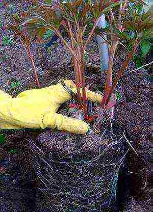 tree peonies planting and care in the open field in autumn