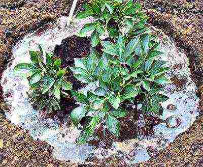 tree peonies planting and care in the open field in autumn