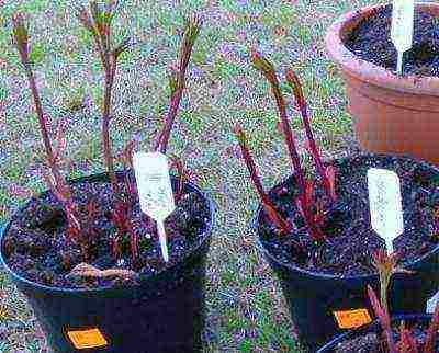 tree peonies planting and care in the open field in autumn