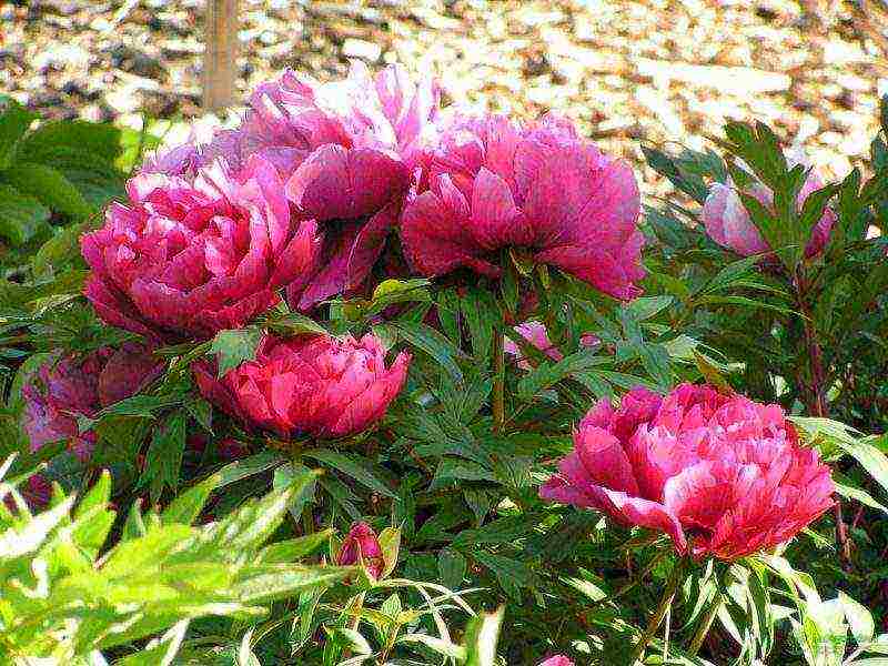 tree peonies planting and care in the open field in autumn