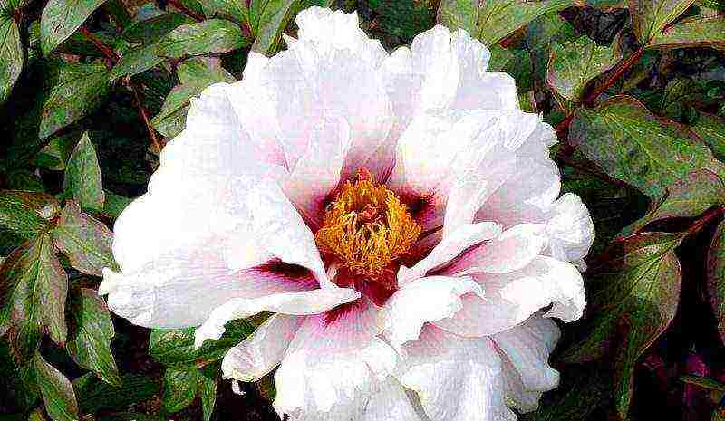 tree peonies planting and care in the open field in autumn