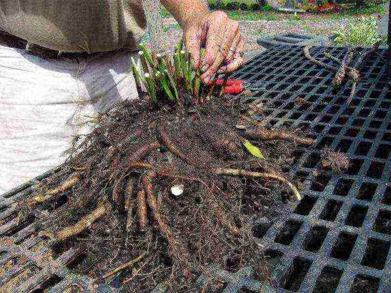 tree peonies planting and care in the open field in autumn