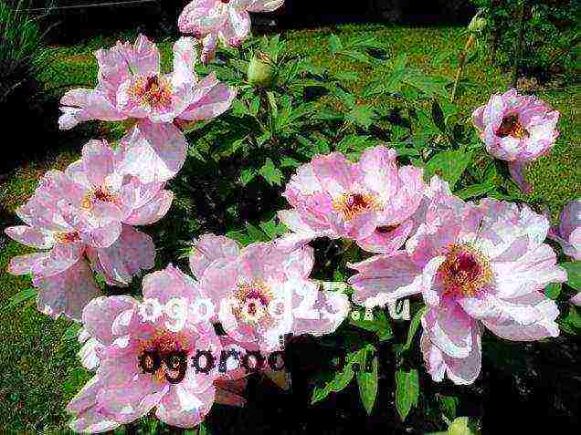 tree peonies planting and care in the open field in autumn