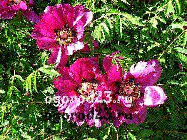 tree peonies planting and care in the open field in autumn