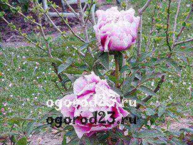 tree peonies planting and care in the open field in autumn