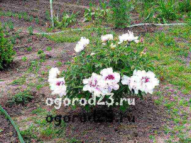 tree peonies planting and care in the open field in autumn