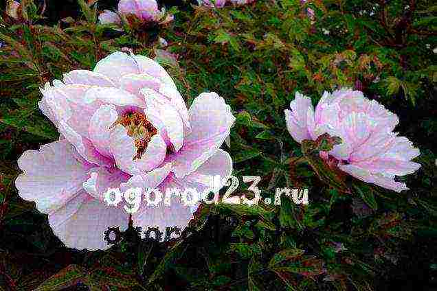 tree peonies planting and care in the open field in autumn