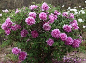 tree peonies planting and care in the open field in autumn