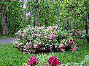 tree peonies planting and care in the open field in autumn