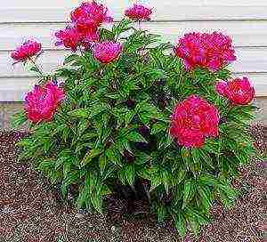 tree peonies planting and care in the open field in autumn