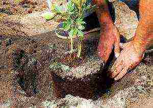 tree peonies planting and care in the open field in autumn