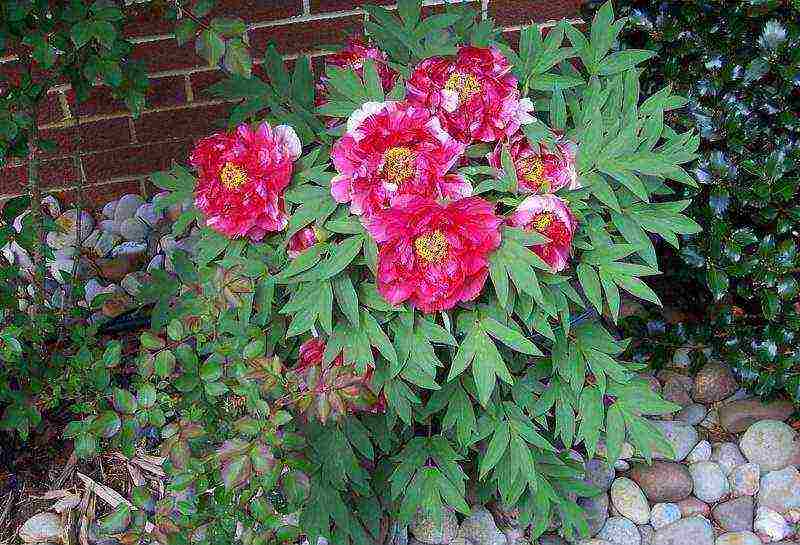 tree peonies planting and care in the open field in autumn