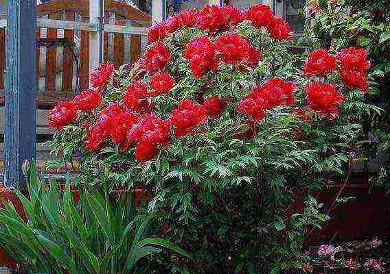 tree peonies planting and care in the open field in autumn