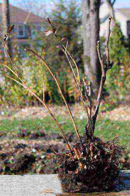 tree peonies planting and care in the open field in autumn