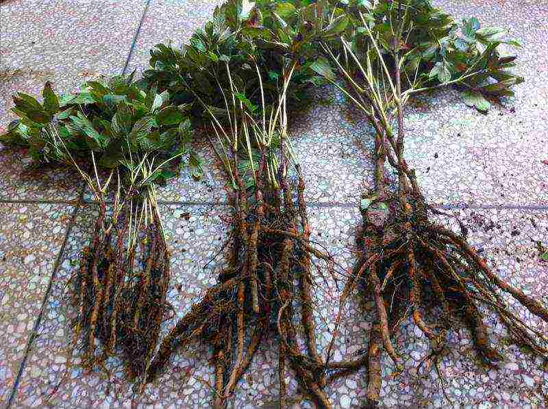 tree peonies planting and care in the open field in autumn