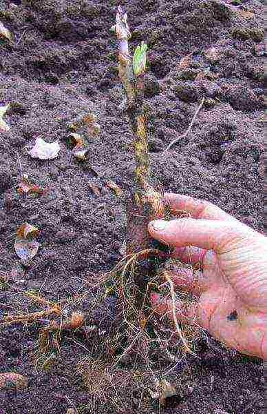 tree peonies planting and care in the open field in autumn