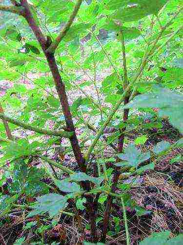 tree peonies planting and care in the open field in autumn