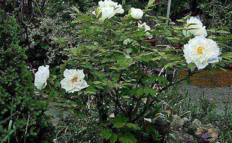 tree peonies planting and care in the open field in autumn