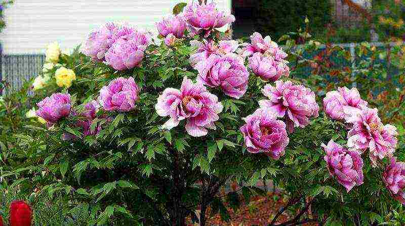 tree peonies planting and care in the open field in autumn