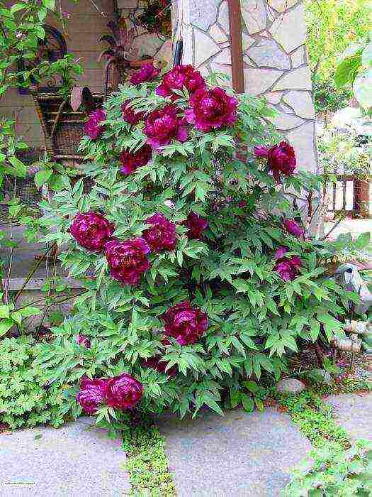 tree peonies planting and care in the open field in autumn