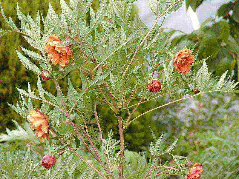 tree peonies planting and care in the open field in autumn