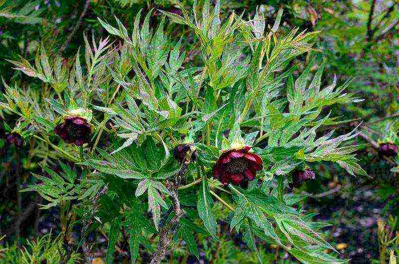 tree peonies planting and care in the open field in autumn