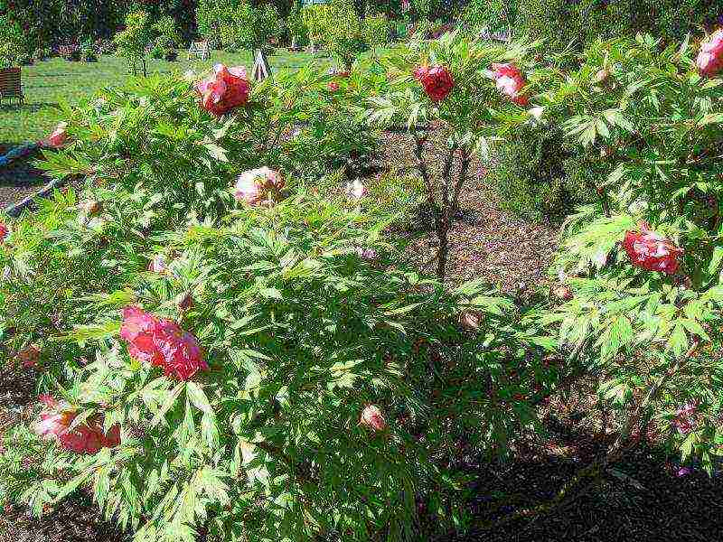 tree peonies planting and care in the open field in autumn