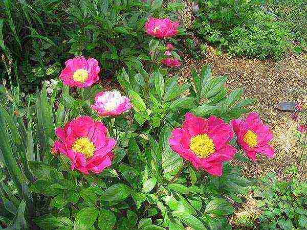 peonies planting and care in the open field in spring in siberia