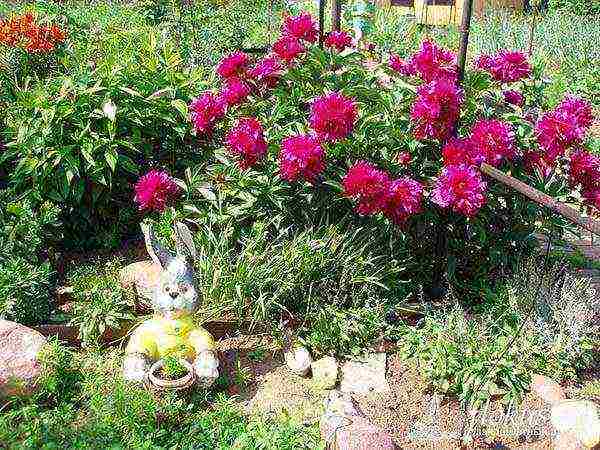 peonies planting and care in the open field in spring in siberia