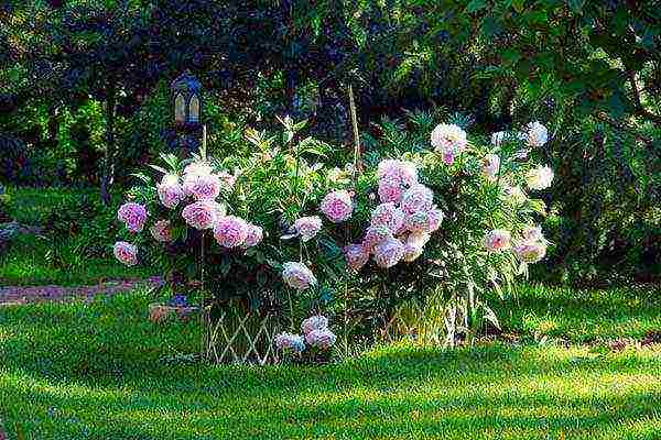 peonies planting and care in the open field in spring in siberia